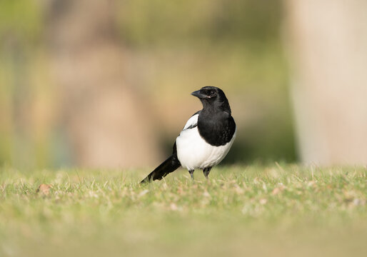 Common magpie (Pica pica) portrait, standing in a green grass field on a sunny day