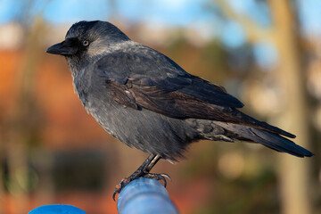 Obraz premium Eurasian jackdaw perched on a metal bar close up.