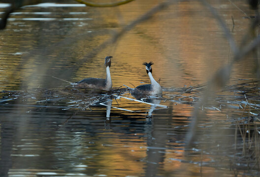 Nesting pair of great crested grebes (Podiceps cristatus), seen through branches on the baltic sea