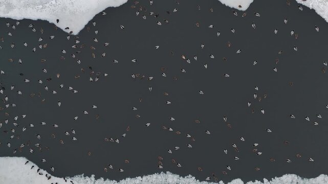 Aerial View of a Large Group of Ducks Swimming in Dark River Water Surrounded by White Snow and Ice