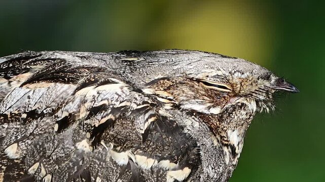 European nightjar (Caprimulgus europaeus) sitting calmly in a wild forest environment. slow motion, Close up.