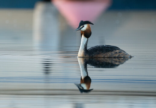 Great crested grebe (Podiceps cristatus), with a clear reflection in the still water of a shipyard