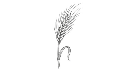 Fototapeta premium Graceful botanical illustration of a wheat ear or spikelet, hand‑drawn with contour lines against a white background, serving as a decorative, monochrome vector element