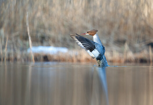 Common merganser female (Mergus merganser) flapping its wings in calm water