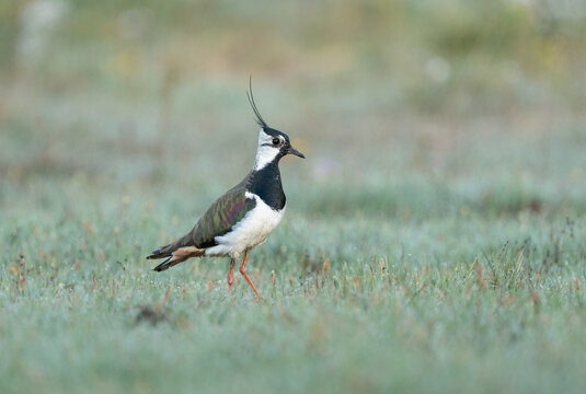 Northern lapwing (Vanellus vanellus) portrait, standing in a green meadow in Sweden