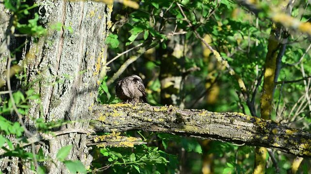 European nightjar (Caprimulgus europaeus) preening on a tree trunk in a wild forest. Slow motion capture of natural behavior.