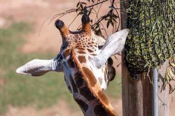 Obraz premium Photograph of a tall Giraffe eating leaves in the outdoors on a sunny day at a wildlife reserve in regional New South Wales, Australia