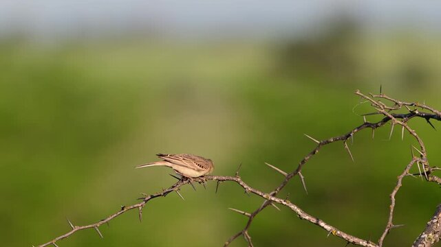 Tawny pipit (Anthus campestris) taking off from a perch in its natural habitat. Slow motion wildlife.