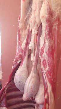 Vertical close up shot of a whole raw lamb carcass, completely skinned, eviscerated, and cleaned, hanging upside down in a slaughterhouse or butcher shop. 