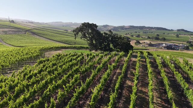 Aerial Drone Close Orbit of Oak Tree with Vineyard Hills, Carneros Napa Valley, 4K