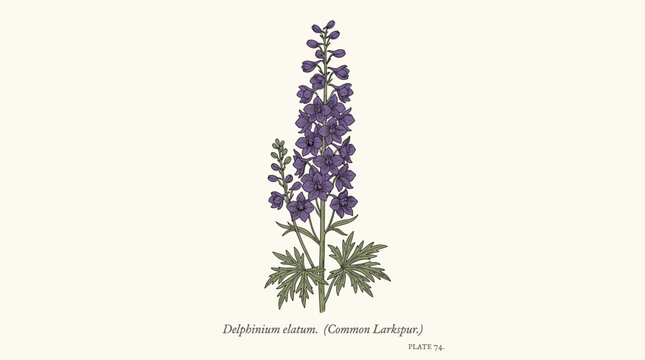 Isolated purple Delphinium or larkspur blossoms against a white backdrop, rendered in an elegant, detailed botanical illustration of a wild flowering plant, hand‑drawn as a realistic vector in an