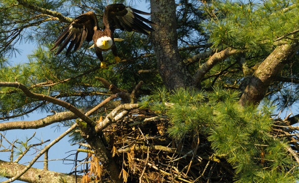 A high-angle, detailed shot of an adult American bald eagle (Haliaeetus leucocephalus) with its wings spread wide, coming in for a landing on a massive stick nest (eyrie) built high in a green pine 