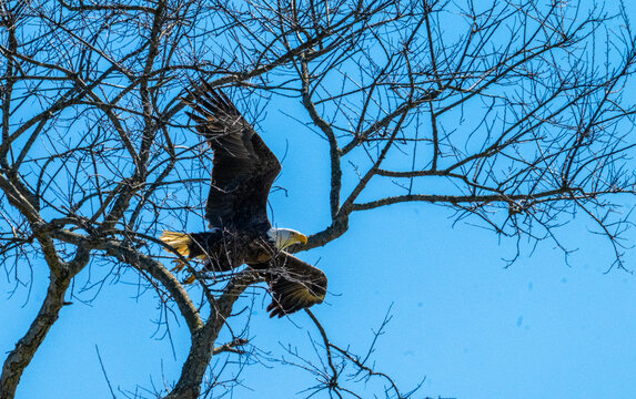 A dynamic action shot of an American Bald Eagle (Haliaeetus leucocephalus) maneuvering in flight through the intricate, leafless branches of a winter tree. Set against a vivid blue sky, this wildlife 