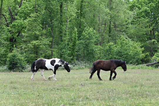 Two Horses Walking