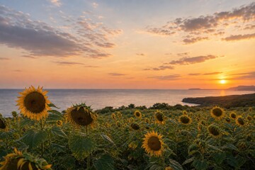 Fototapeta premium 海辺の夕焼けに重なるひまわり畑