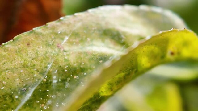 Two-Spotted Spider Mite (Tetranychus urticae) Feeding on Cucumber Leaf in the real Greenhouse 