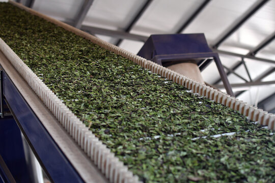 Industrial conveyor drying fresh green lingonberry leaves at food processing facility. Low DOF. Selective focus.