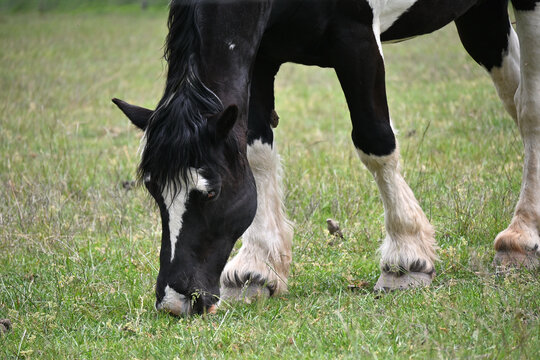 Pinto Grazing