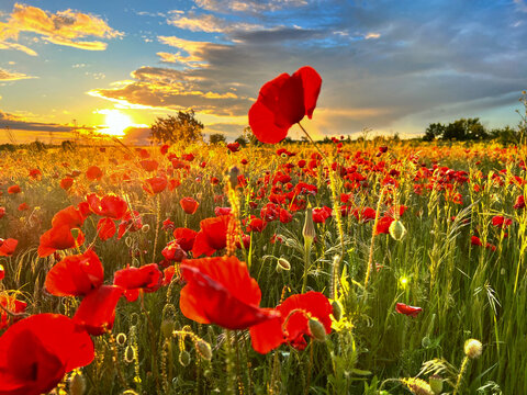 Red poppies blooming in golden hour field at sunset