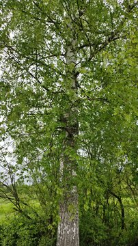 Birch leaves in the wind №4