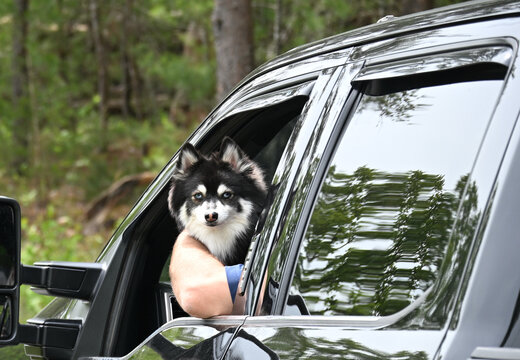 Dog in Open Car Window