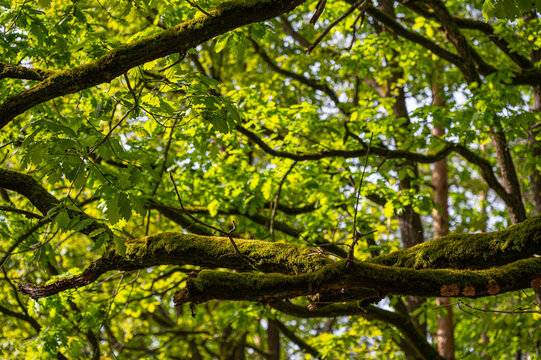 Dąb bezszypułkowy - Quercus petraea