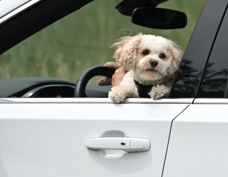 Dog in Car Window
