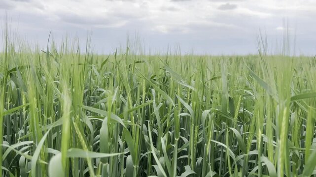 Green Barley Field Under Dramatic Stormy Sky. Low-angle view of young green barley ears (Hordeum vulgare) growing in agricultural field with dramatic cloudy sky in the background. Moody atmosphere, sp