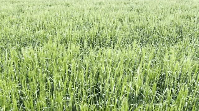 Green Barley Field Under Dramatic Stormy Sky. Low-angle view of young green barley ears (Hordeum vulgare) growing in agricultural field with dramatic cloudy sky in the background. Moody atmosphere, sp