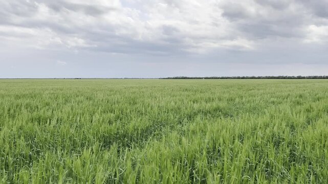 Green Barley Field Under Dramatic Stormy Sky. Low-angle view of young green barley ears (Hordeum vulgare) growing in agricultural field with dramatic cloudy sky in the background. Moody atmosphere, sp