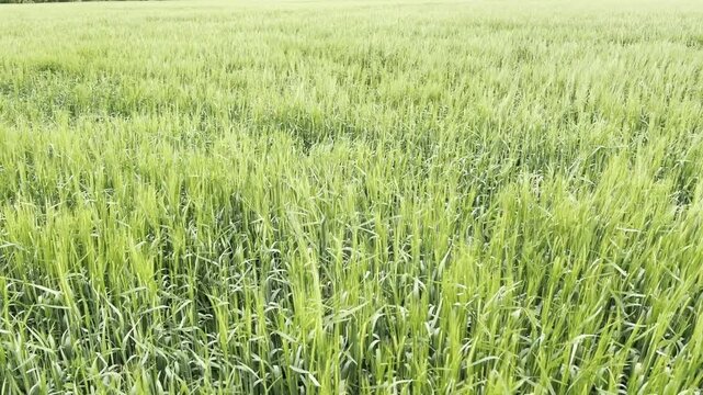 Green Barley Field Under Dramatic Stormy Sky. Low-angle view of young green barley ears (Hordeum vulgare) growing in agricultural field with dramatic cloudy sky in the background. Moody atmosphere, sp