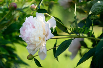 Fototapeta premium White peony flower in a garden on a sunny day