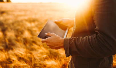 A young man stands with a digital tablet in a golden agricultural field. An experienced farmer works with a digital tablet at sunset. Concepts of farming, smart farming, and agriculture. © maxbelchenko
