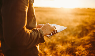 A young man stands with a digital tablet in a golden agricultural field. An experienced farmer works with a digital tablet at sunset. Concepts of farming, smart farming, and agriculture. © maxbelchenko