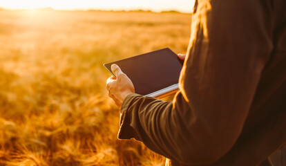 A young man stands with a digital tablet in a golden agricultural field. An experienced farmer works with a digital tablet at sunset. Concepts of farming, smart farming, and agriculture. © maxbelchenko