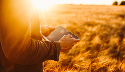 A young man stands with a digital tablet in a golden agricultural field. An experienced farmer works with a digital tablet at sunset. Concepts of farming, smart farming, and agriculture. © maxbelchenko