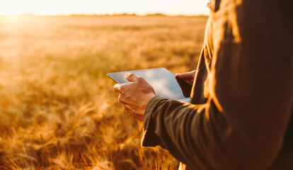 A young man stands with a digital tablet in a golden agricultural field. An experienced farmer works with a digital tablet at sunset. Concepts of farming, smart farming, and agriculture. © maxbelchenko