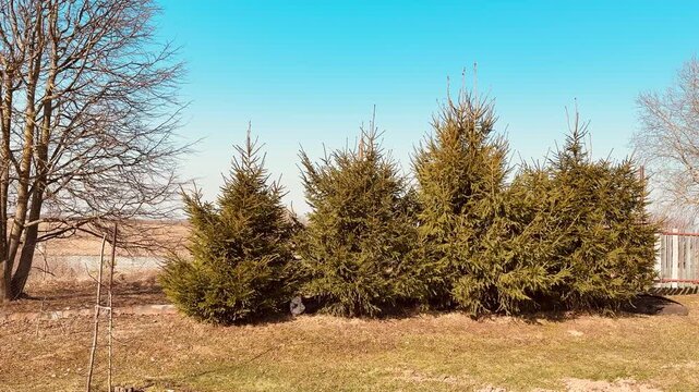 Five beautiful and gorgeous Christmas trees are growing on a garden plot against the background of a chain-link fence and a blue sky. The spring time period