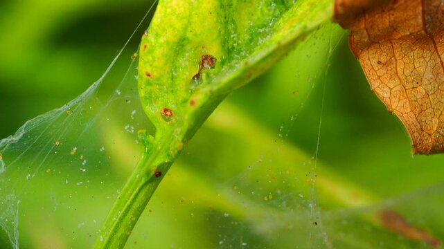 Two-Spotted Spider Mite (Tetranychus urticae) Feeding on Cucumber Leaf in the real Greenhouse 