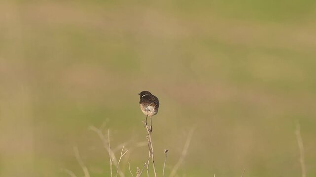 European stonechat (Saxicola rubicola) perched on a bush in its natural habitat. Slow motion wildlife footage capturing calm behavior of a small songbird in the wild.