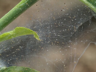 Two-Spotted Spider Mite (Tetranychus urticae) Feeding on Cucumber Leaf in the real Greenhouse  © Vera Kuttelvaserova