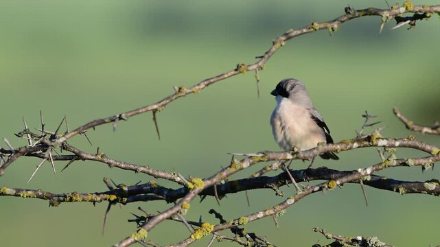 Lesser grey shrike (Lanius minor) perched in its natural habitat in the wild. Close-up wildlife footage showcasing detailed plumage, natural bird behavior and calm surroundings. Slow motion