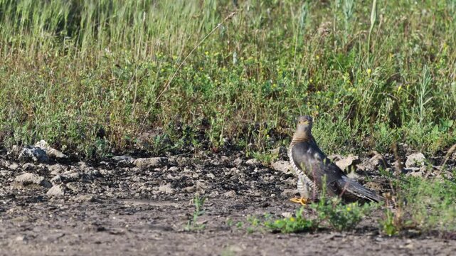 A Common Cuckoo (Cuculus canorus) stands on the ground in the wild, carefully looking around before taking off and flying away. Captured in slow motion.