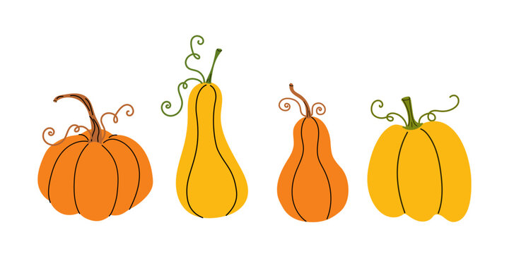 Set of different pumpkin varieties. Yellow and orange pumpkins with stems. Flat vector illustration for autumn harvest poster.