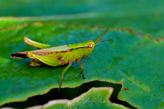 grasshopper on a leaf