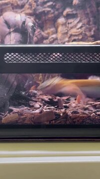 Video of a spotted leopard gecko hunting a cricket. Eublefar spotted in a terrarium eating crickets. Spotted leopard eublefar this species is one of the most common terrarium exotic animals.
