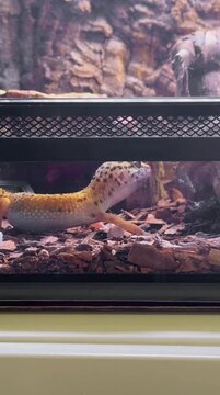 Video of a spotted leopard gecko hunting a cricket. Eublefar spotted in a terrarium eating crickets. Spotted leopard eublefar this species is one of the most common terrarium exotic animals.