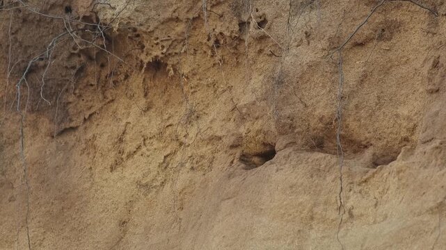 A swallow sits on a sandy cliff near its nesting hole and flies away.