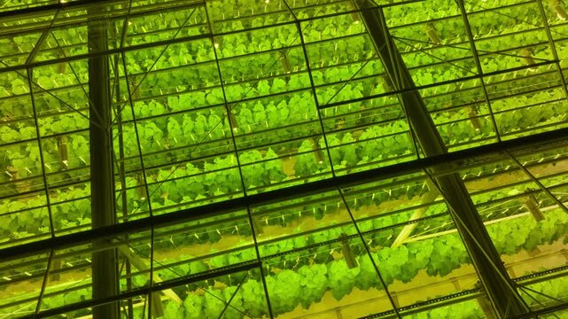 Modern greenhouse interior with glass roof and metal framework, rows of hydroponic lettuce under bright artificial grow lighting forming geometric patterns of leafy greens.