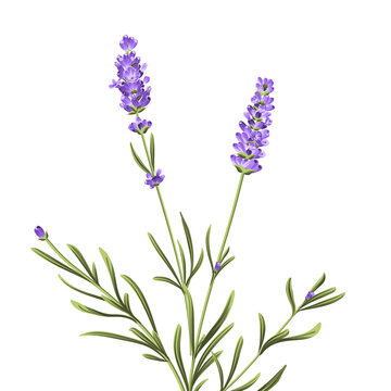 Hand drawn lavender bush vector illustration isolated